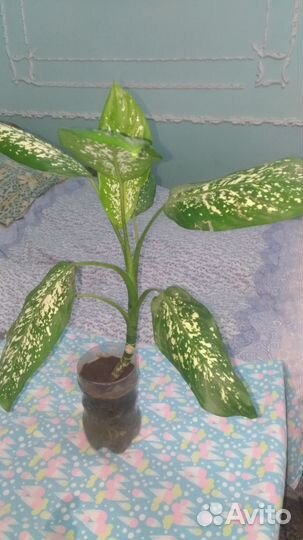 Дифенбахия