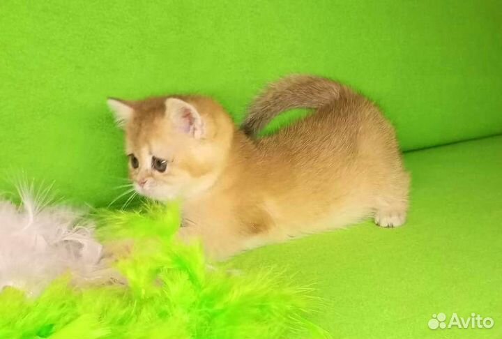 Золотая шиншилла девочка