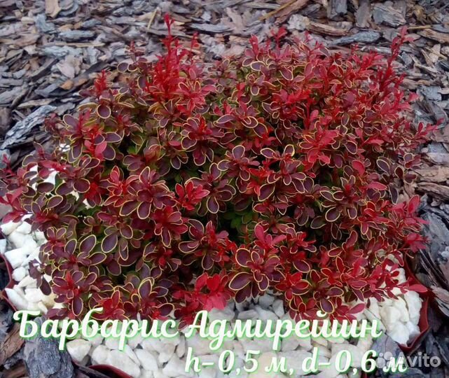 Барбарис Тунберга