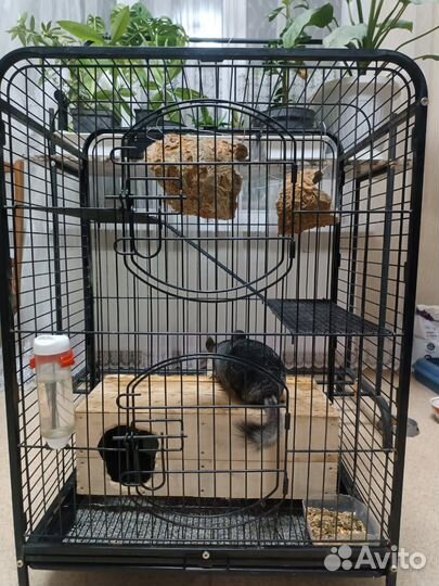 Шиншилла вместе с клеткой