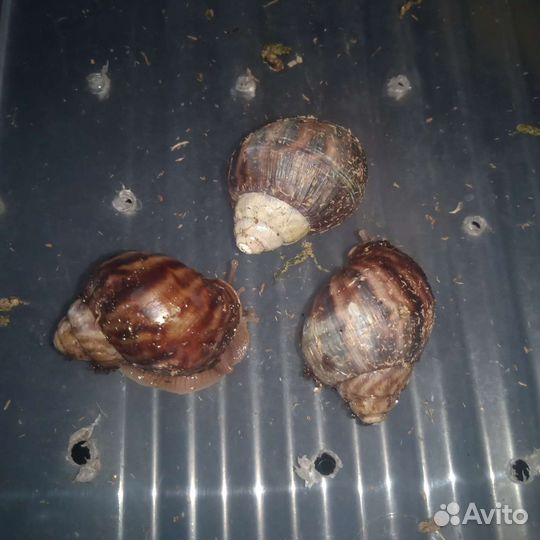 Улитки ахатины бесплатно