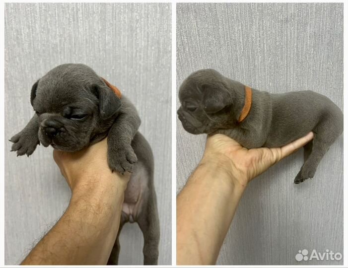 Французский бульдог