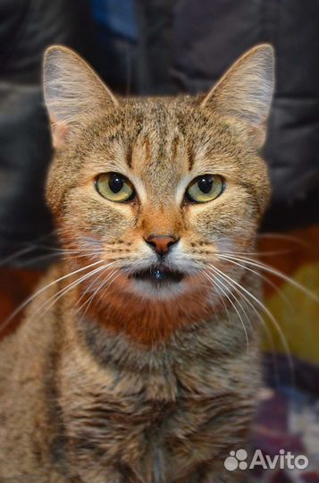 Ласкуша Милаша