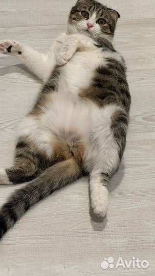 Котенок девочка в добрые руки