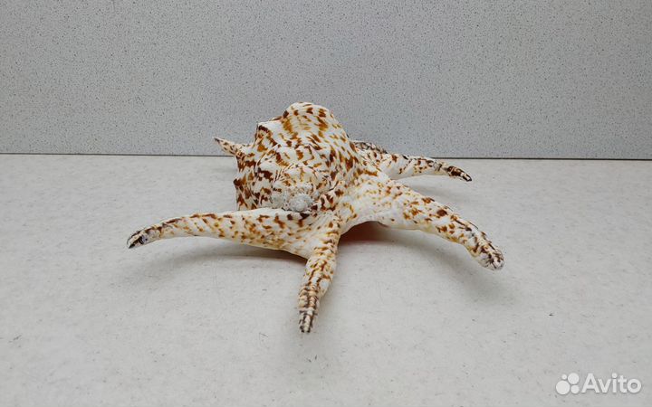 Ширагра 22,5 морская ракушка раковина