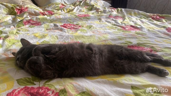 Кошка