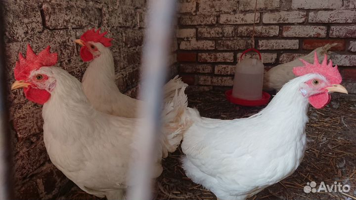 Петушки леггорн белый стандарт