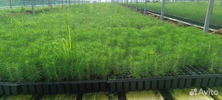 Саженцы сосны зкс в розницу