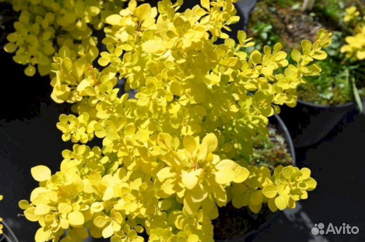 Барбарис Ауреа