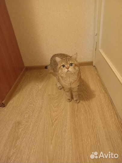 Британский кот вязка