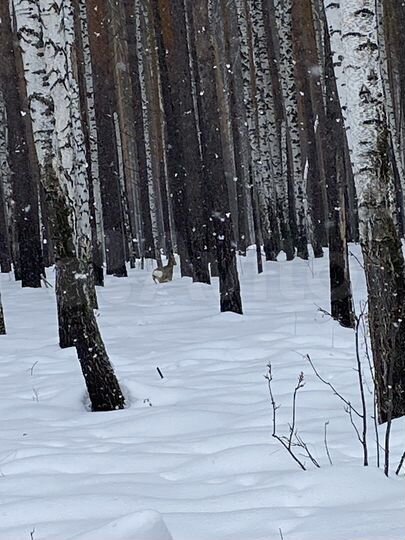 Участок 4,35 га (СНТ, ДНП)