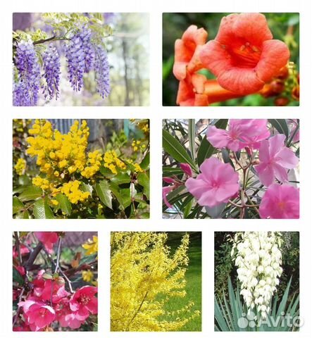 Глициния, олеандр, магония, юкка - Многолетники