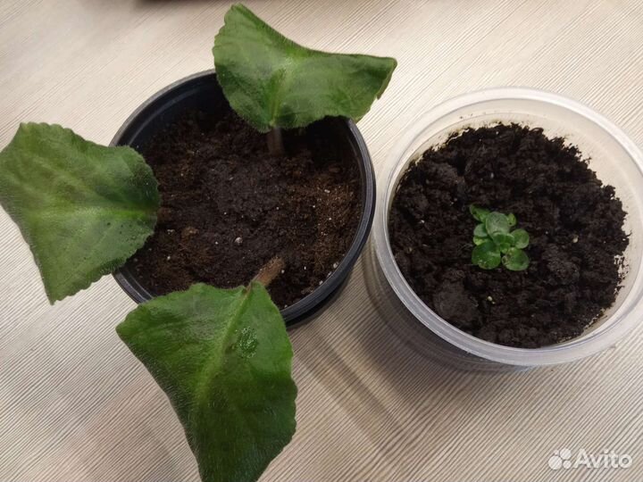 Комнатные растения