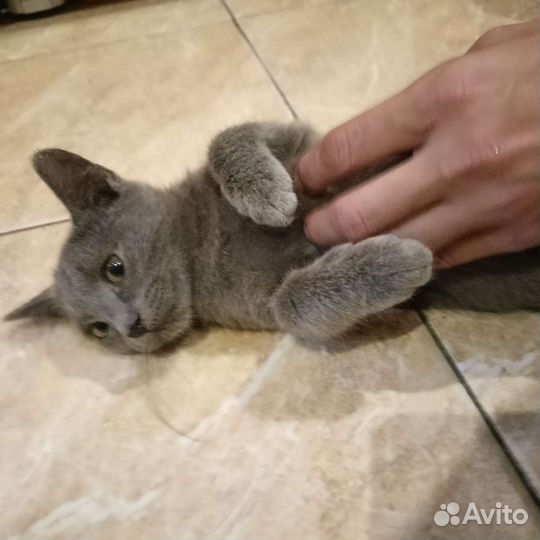 Кошечка в добрые руки