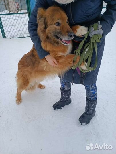 Собака в добрые руки бесплатно из приюта ищет дом
