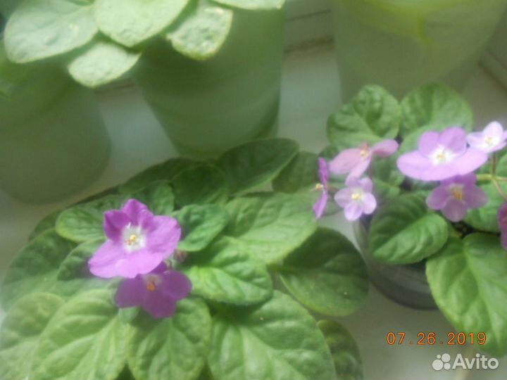 Цветок фиалка