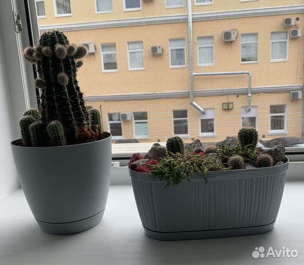 Композиция из кактусов (суккулентов)