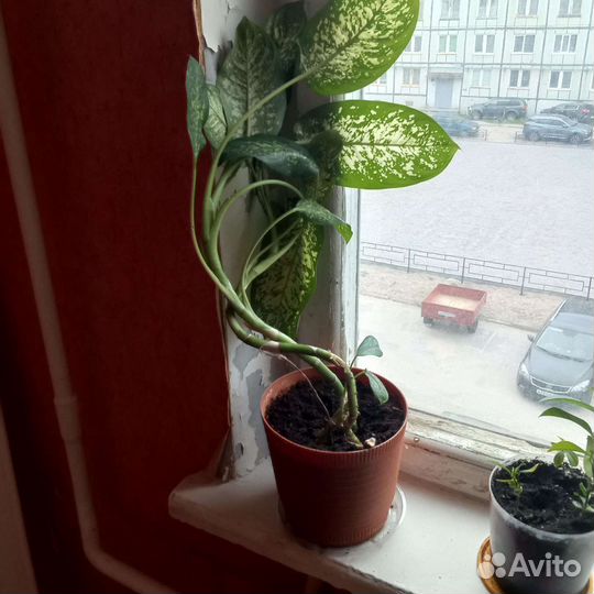 Диффенбахия