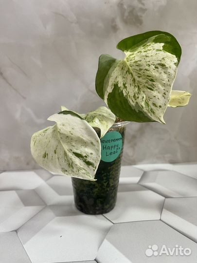 Эпипремнум Хеппи Лиф (Happy Leaf)