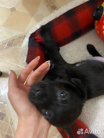 Щенок в добрые руки