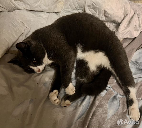 Кошка в добрые руки даром