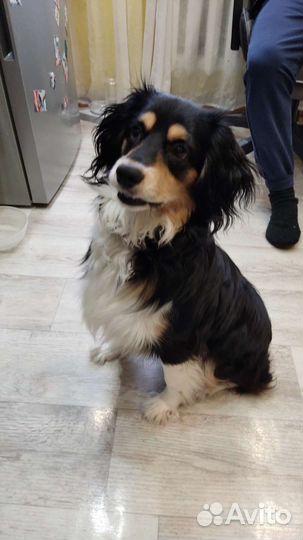 Русский спаниель