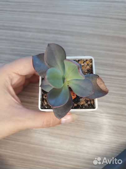 Суккуленты #2