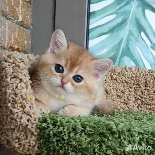 Золотая шиншилла, ny11,ny12, бронь по договору