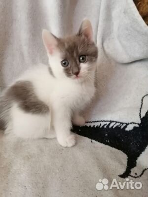 Котята
