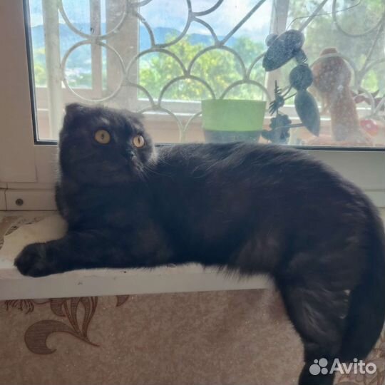 Шотландская вислоухая кошка бесплатно