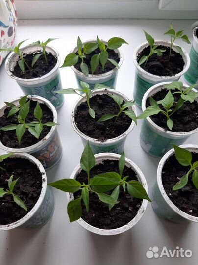 Рассада комнатного острого перца