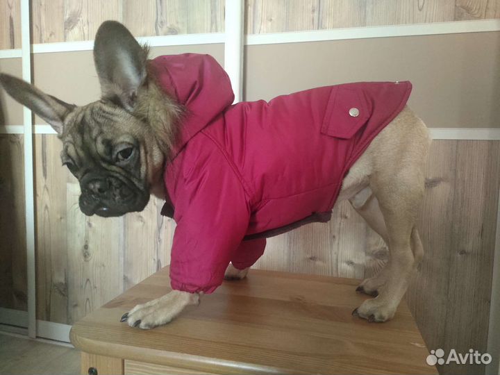 Зимняя куртка для собаки