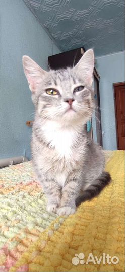 Котенок в добрые руки