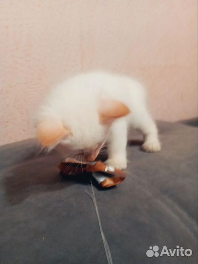 Очаровательные котята в добрые руки