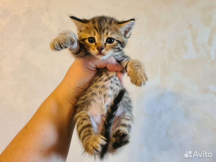 Прелестные котодетки