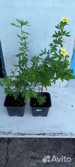 Лапчатка кустарниковая