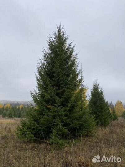 Ель сосна саженцы береза оптом зкс