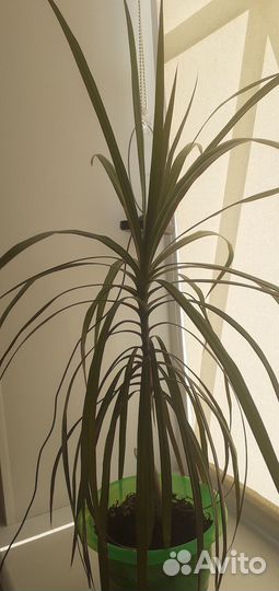 Пальма драцена