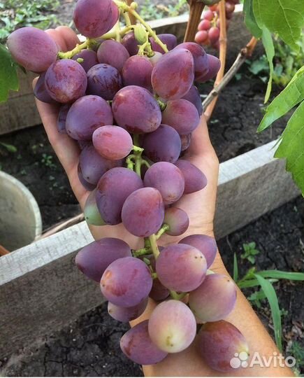 Саженцы винограда