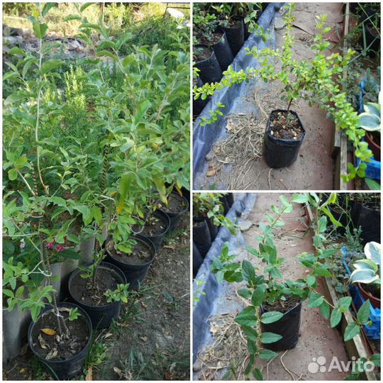 Растения декоративные для сада