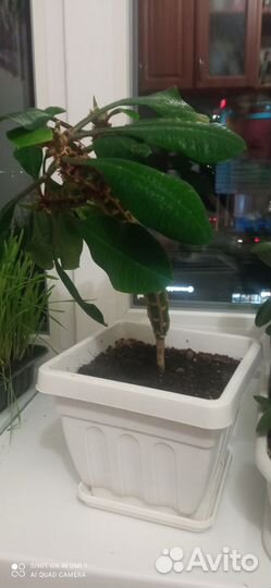 Хлорофитум