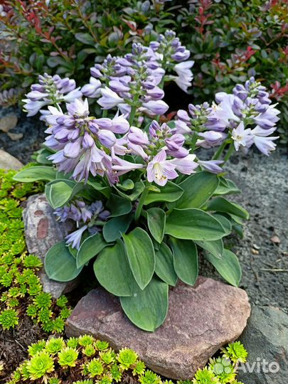 Миниатюрная хоста