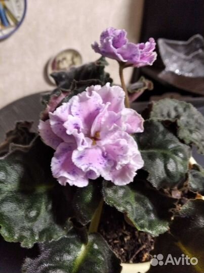 Фиалка Розмари