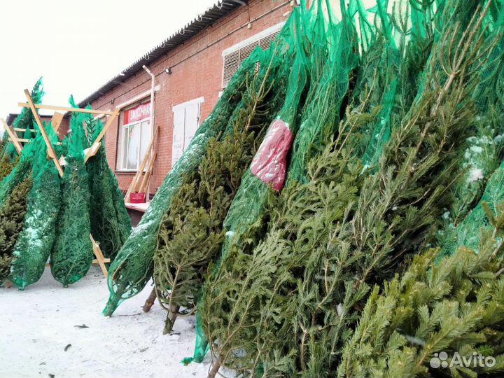 Ель, сосна новогодняя живая