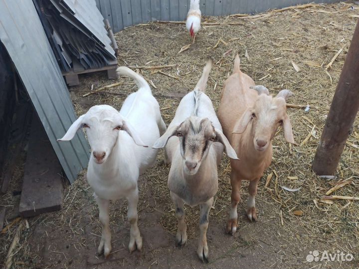 Нубийские козы