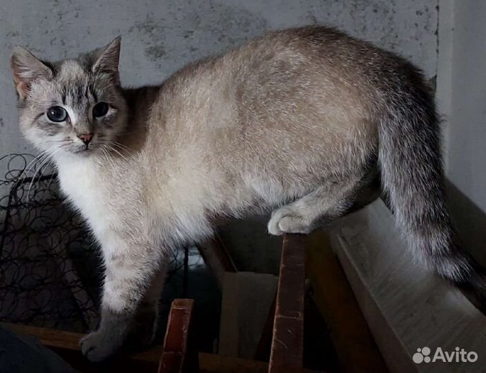 Молодая кошечка в самые добрые руки