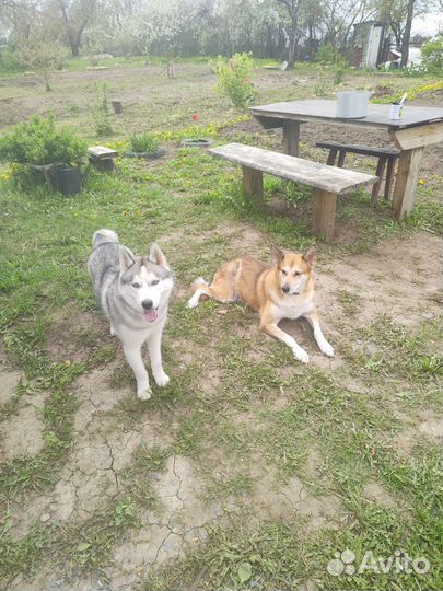 Хаски на вязку