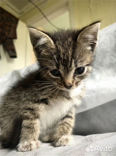 Котята бесплатно