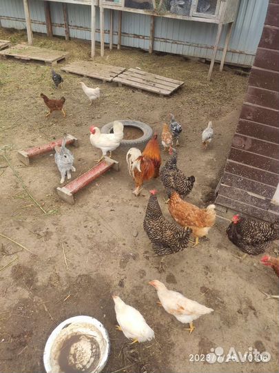 Куры несушки