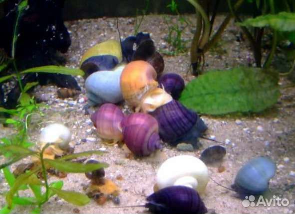 Улитки Ампулярии цветные